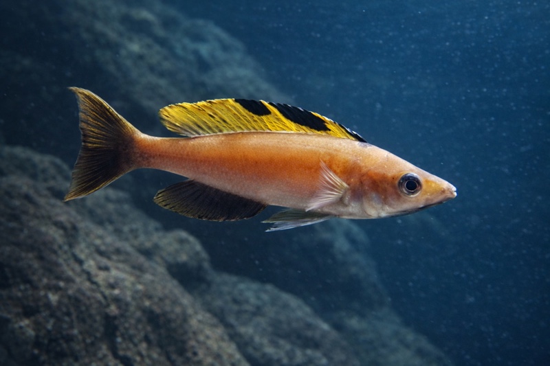 Cyprichromis microlepidotus 'Muguruka'